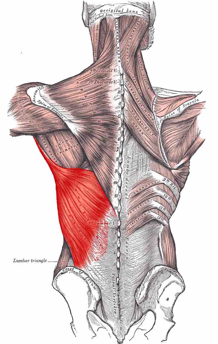Location of the latissimus dorsi muscle