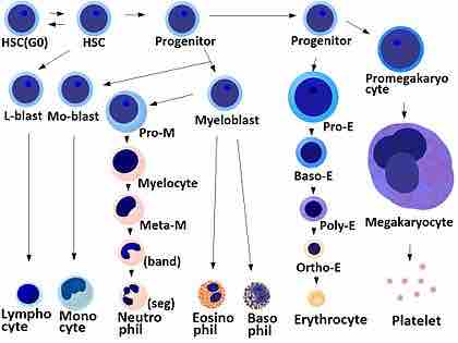 Hematopoiesis