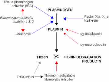 Fibrinolysis 