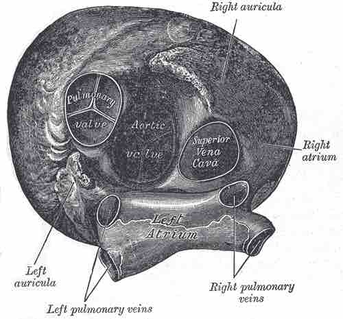 Heart viewed from above