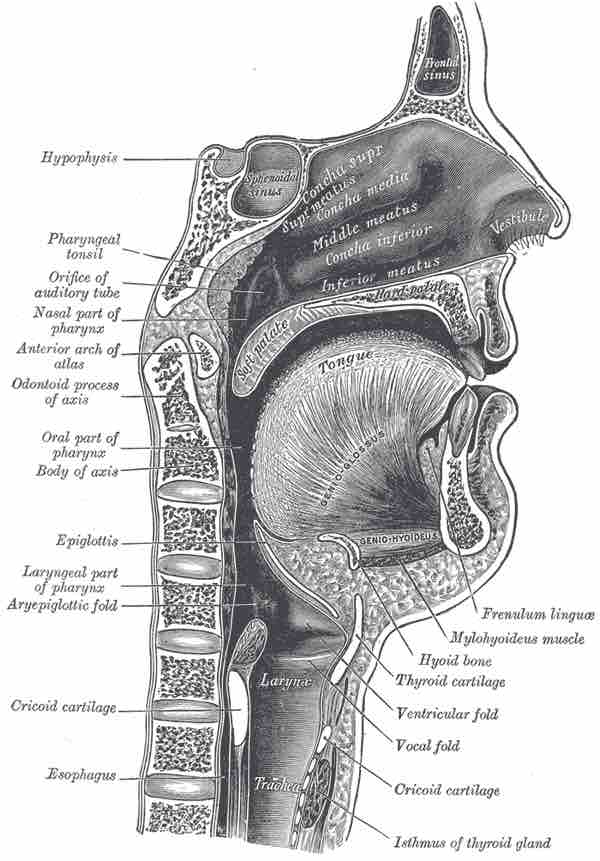 The Pharynx