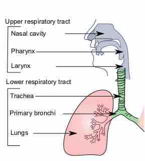 The trachea