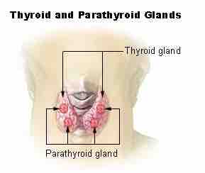 Parathyroid gland