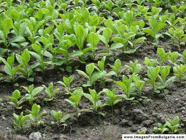 Tobacco plants