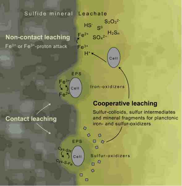 Sulfide mineral bacterial leaching