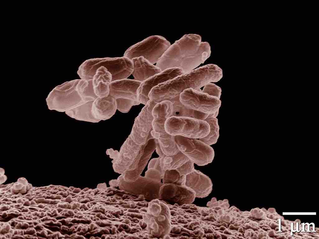 Gut bacteria