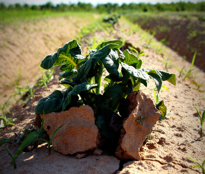 "Potato Power" (cropped), by Martin Fisch, CC BY-SA 2.0.