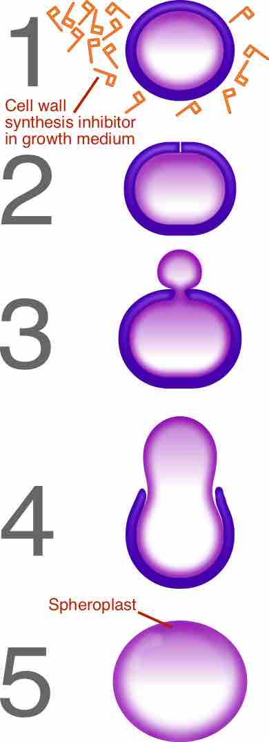 Penicillin spheroplast generation