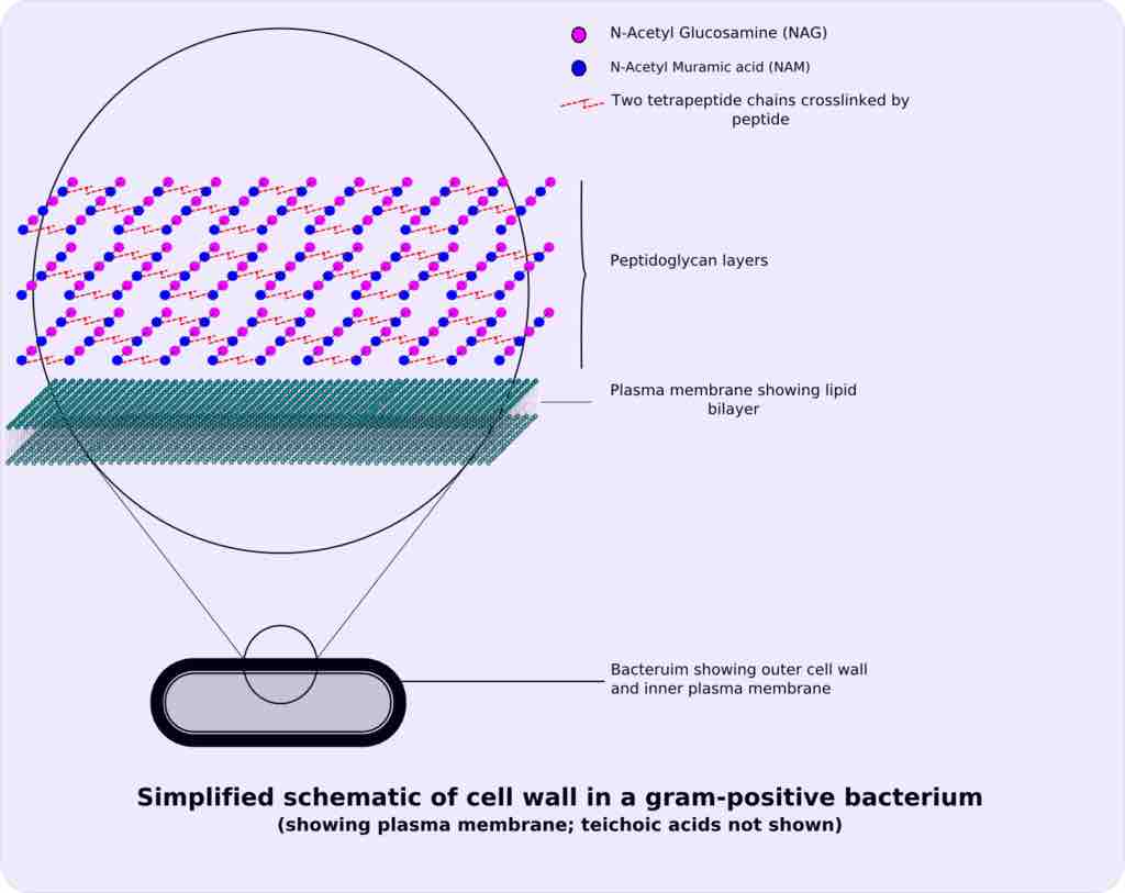 Simplified sc hematic of a cell wall in a Gram-positive bacteria