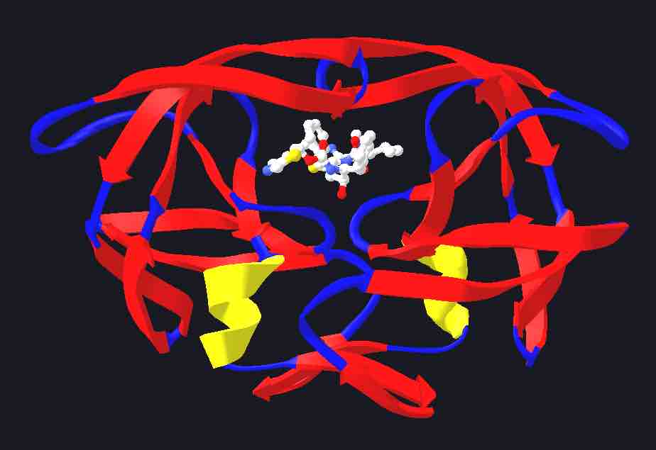 HIV protease with bound protease inhibitor