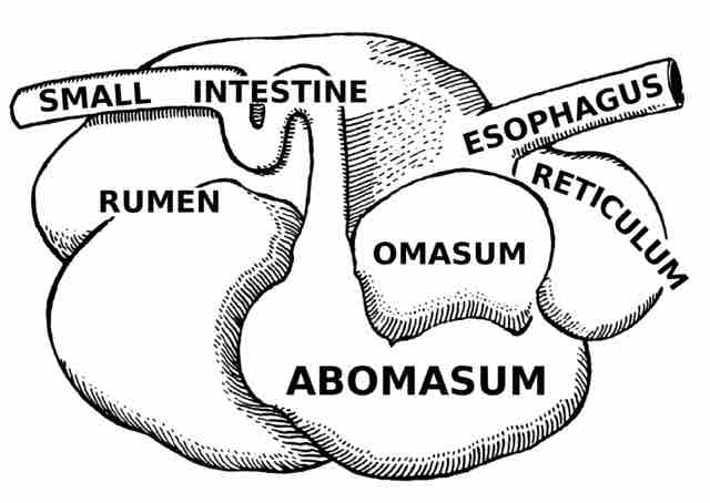 The digestive tract of a ruminant