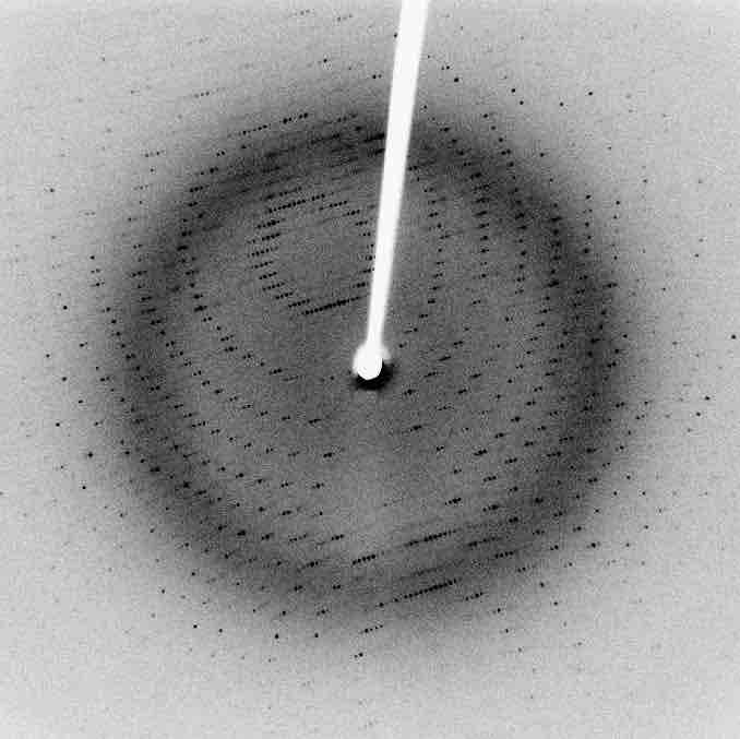 X-Ray Diffraction Pattern of a Protein