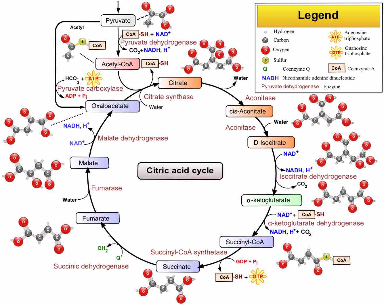 The Citric Acid Cycle