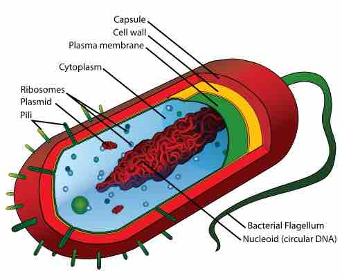 Typical Prokaryotic Cell