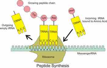Peptide synthesis by a ribosome.