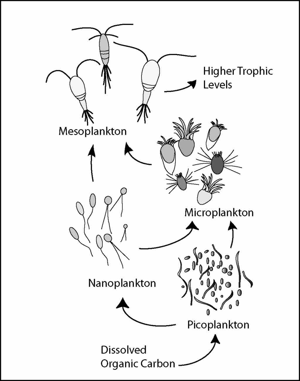 Illustration of a microbial loop