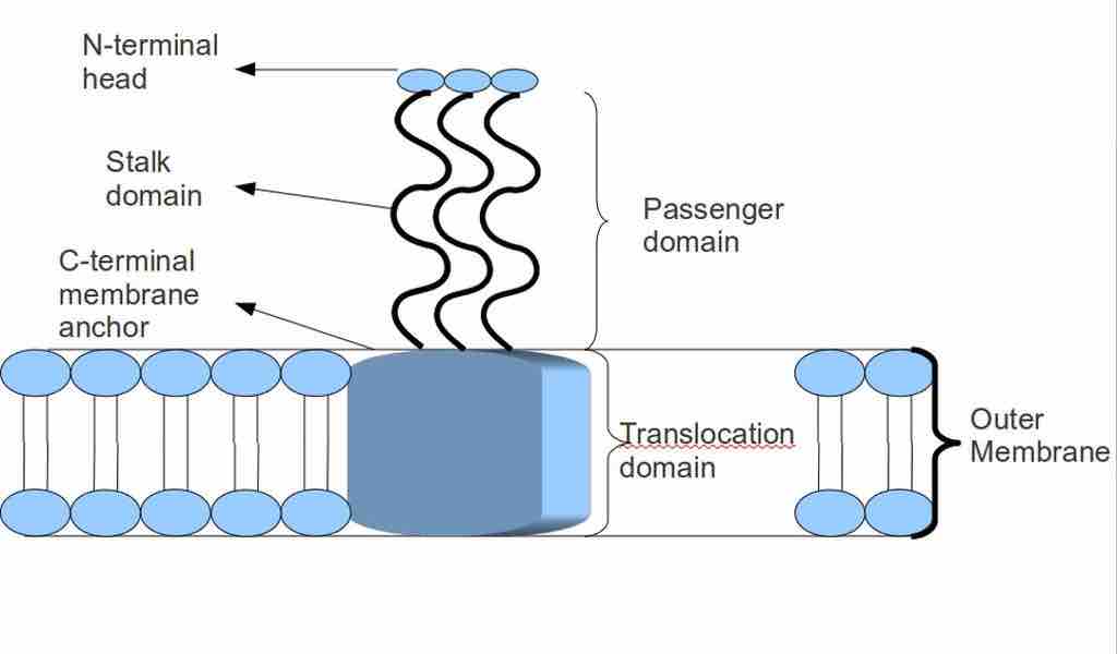 Trimeric Autotransporter Adhesin structure