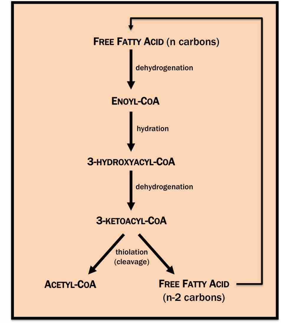 β-oxidation of fatty acids