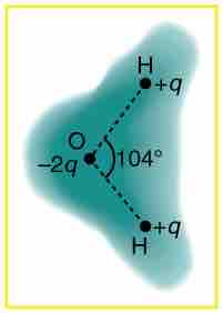 Charge distribution in a water molecule