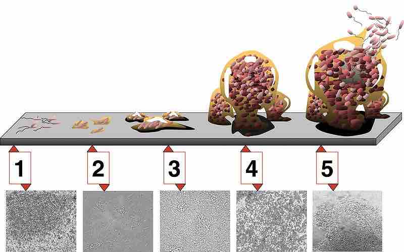 The Five Stages of Biofilm Development