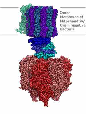 ATP synthase