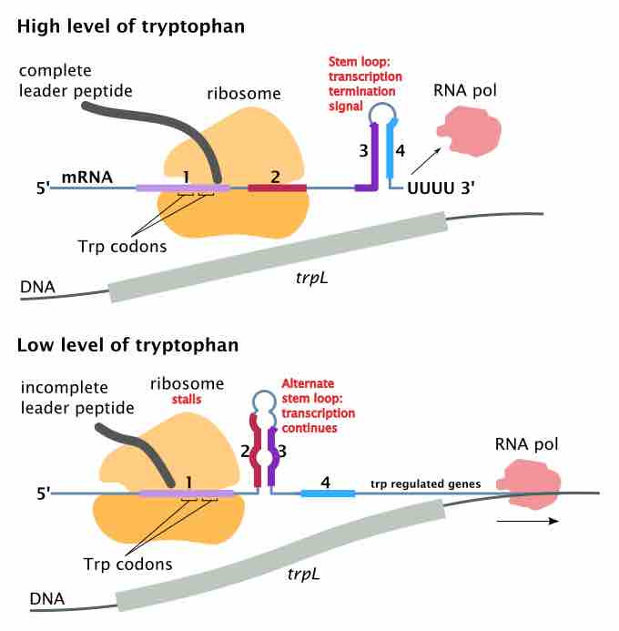 Mechanism of transcriptional attenuation of the trp operon.