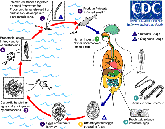 Diphylloborthrium latum life cycle