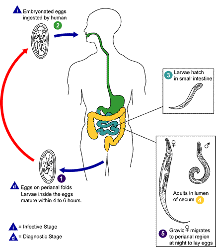 Overview of the pinworm life cycle