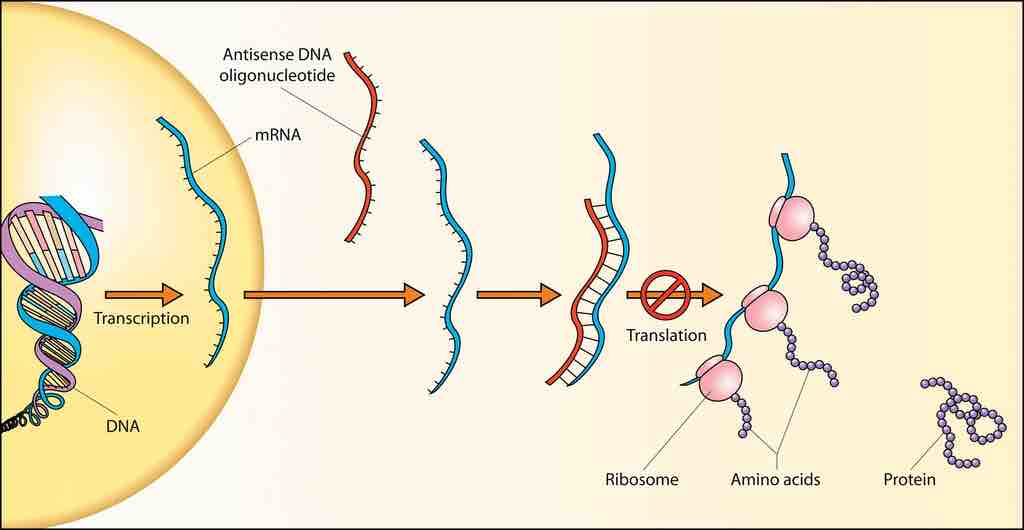 Overview of Antisense DNA