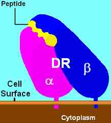 MHC Class II, DR