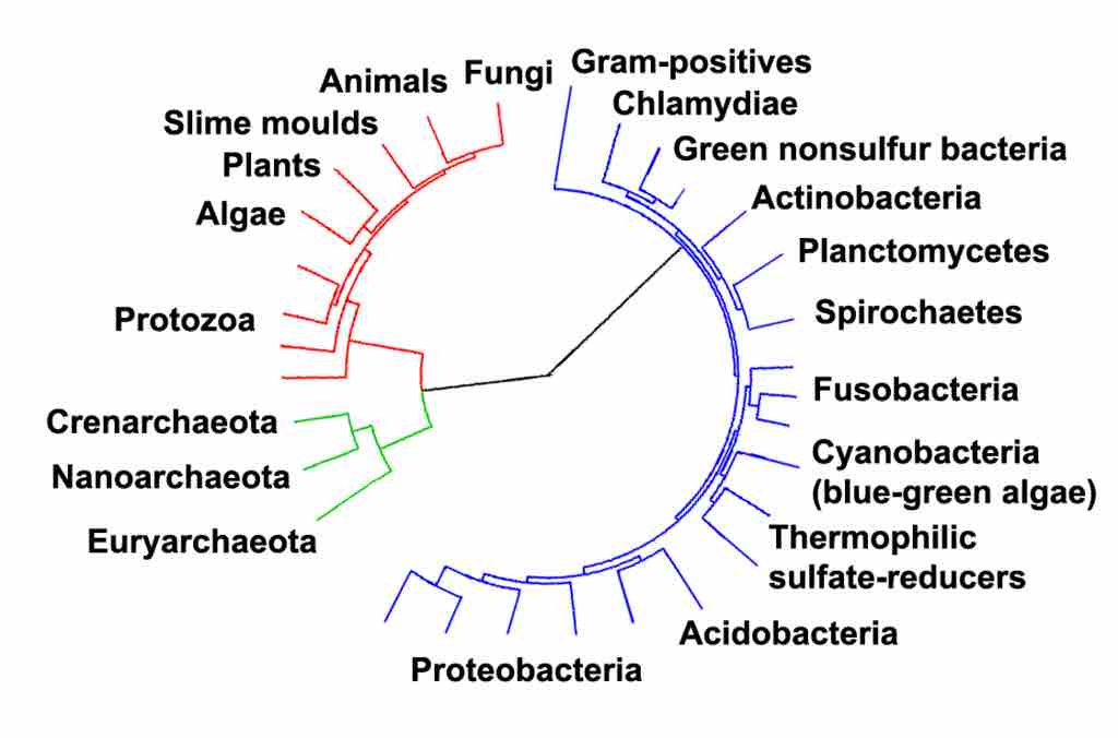 Archaea and other domains