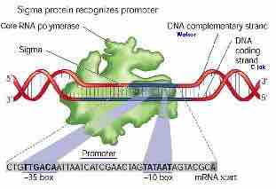 Sigma Factor Regulation of Transcription