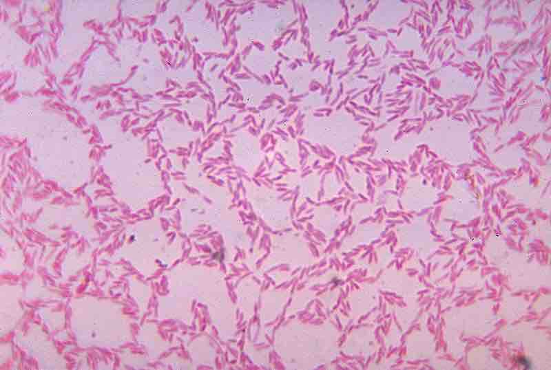 Bacteroides biacutus