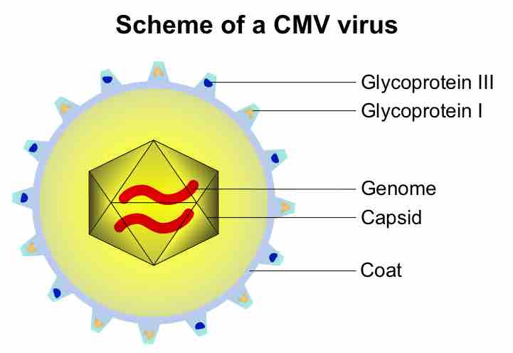 Diagram of a virus