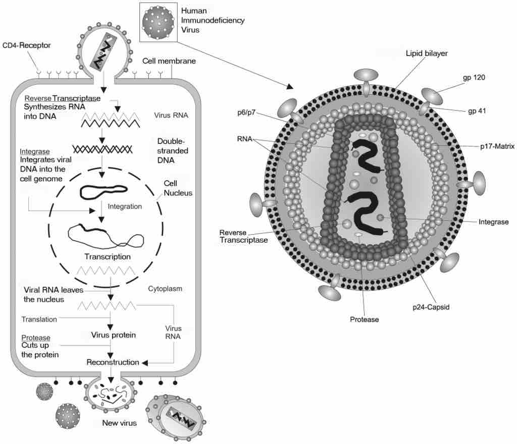 HIV viral life cycle
