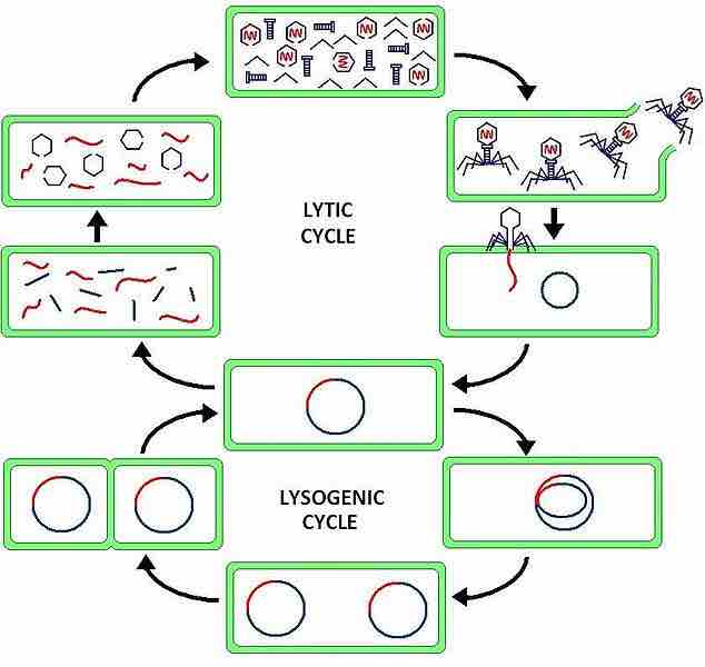 Cycles of viral reproduction