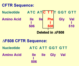 A Deletion in the CFTR Gene is Responsible for CF
