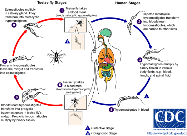 Life Cycle of the Trypanosoma brucei parasite