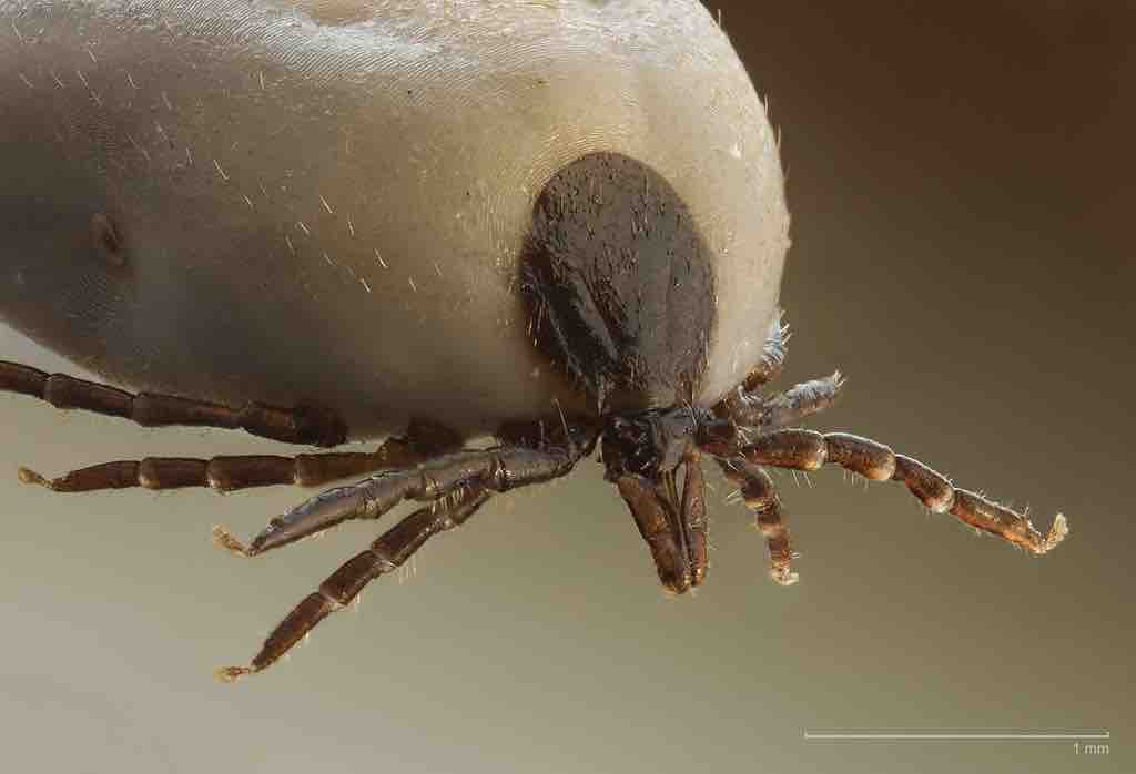 Chelicera of the sheep tick
