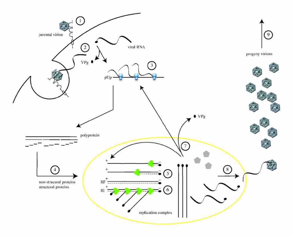 The replication cycle of poliovirus