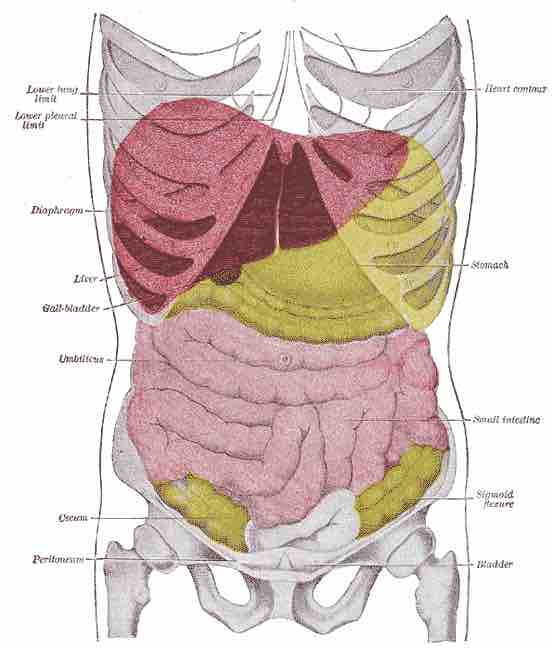 The liver