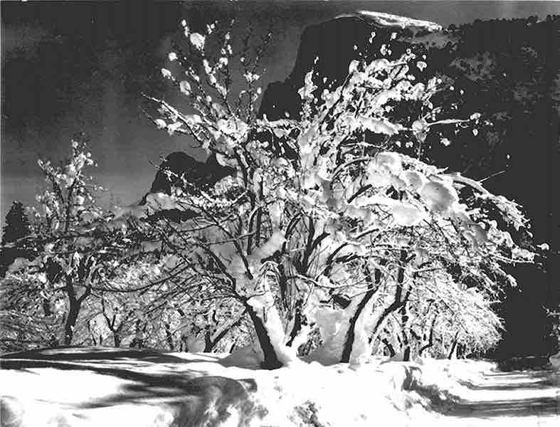 Ansel Adams: Half Dome, Apple Orchard, Yosemite trees with snow on branches, April 1933.