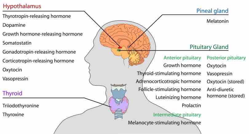Endocrine glands in the human head and neck