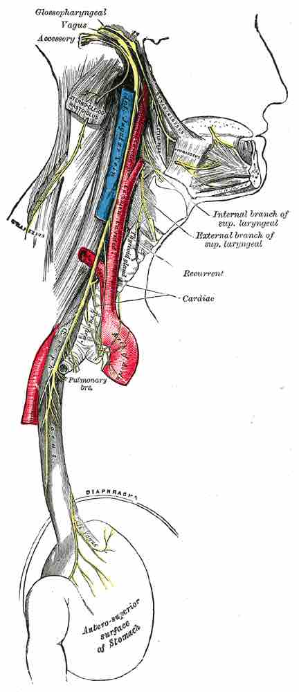 Cardiac and respiratory branches of the vagus nerve