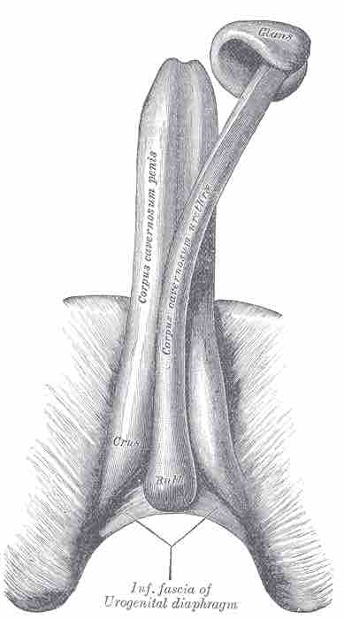 Corpus Cavernosum Urethrae now known as Corpus Spongiosum