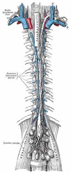 Lymphatic Ducts