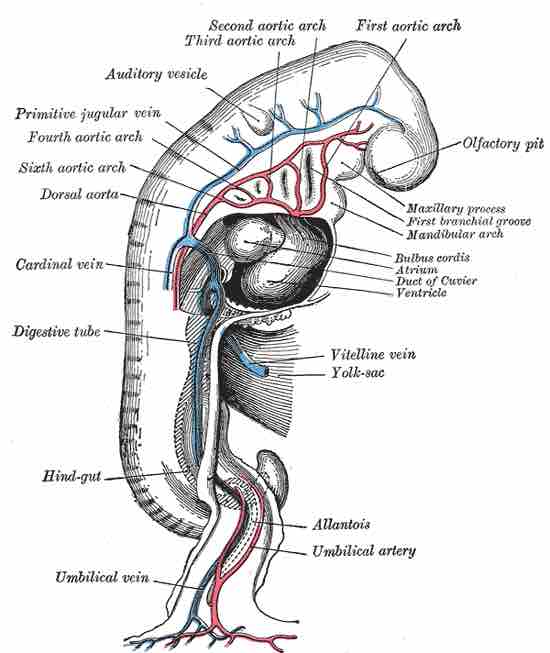 Embryonic cardiovascular system