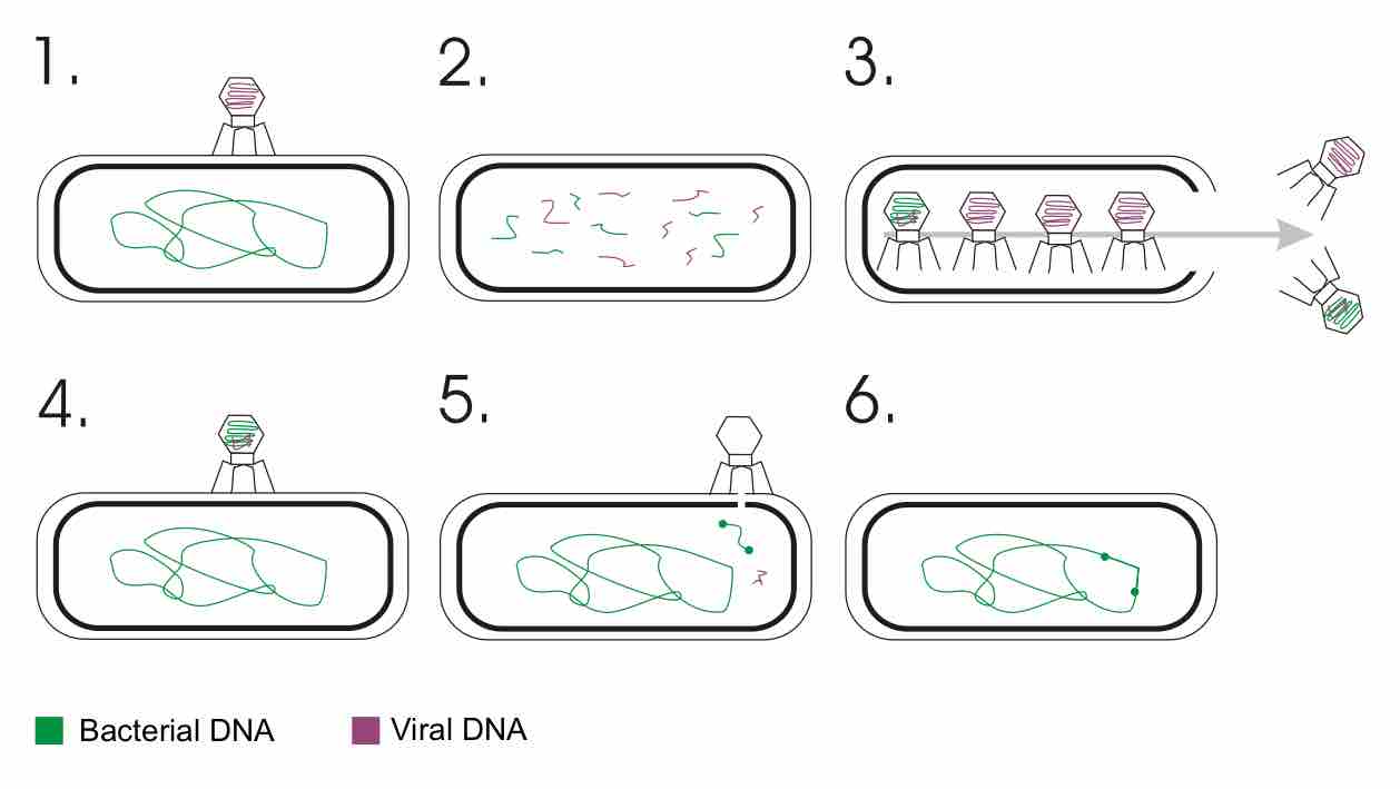 Transduction