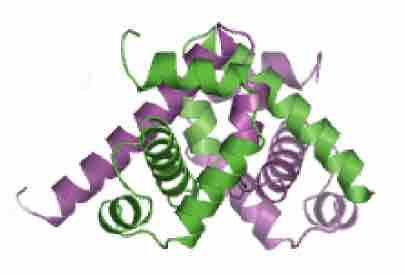 Trp Repressor Protein