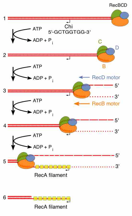 Steps in the pre-synapsis phase of homologous recombination in bacteria